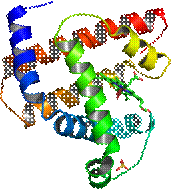 C:\Documents and Settings\Vincent Giuliano\My Documents\My Pictures\Proteins\200px-Myoglobin.png