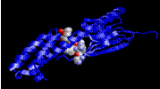 C:\Users\Public\Image Stuff\Molecules\protein.gif